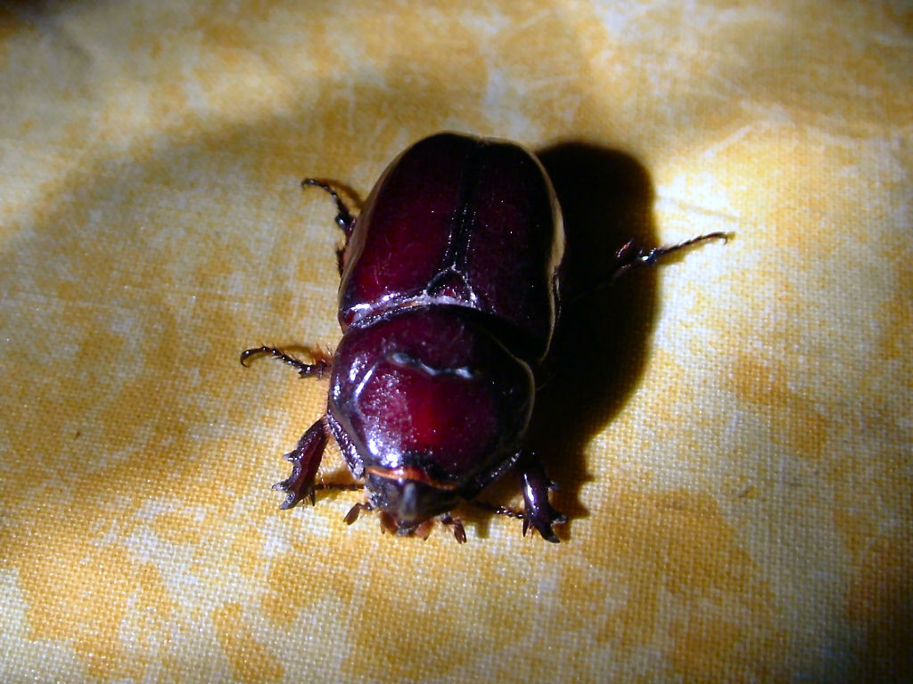 Visita a domicilio: Oryctes nasicornis